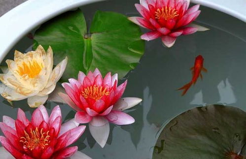 睡莲水养，时间怎么这么短？