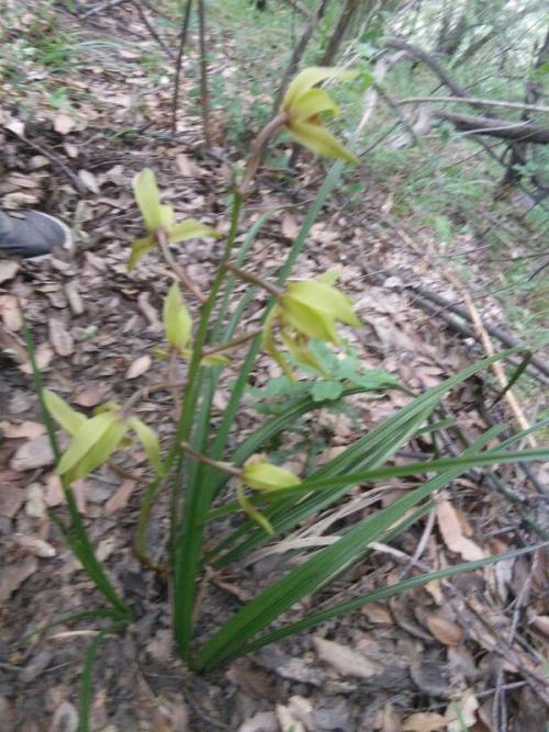 兰花草如何种植和养护才能使其生长旺盛