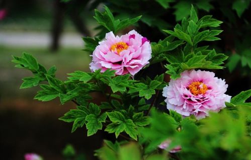绿牡丹花，如何拍出真实美
