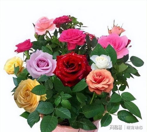 玫瑰的香气， 浓郁而迷人