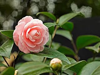 房产问答与茶花花期