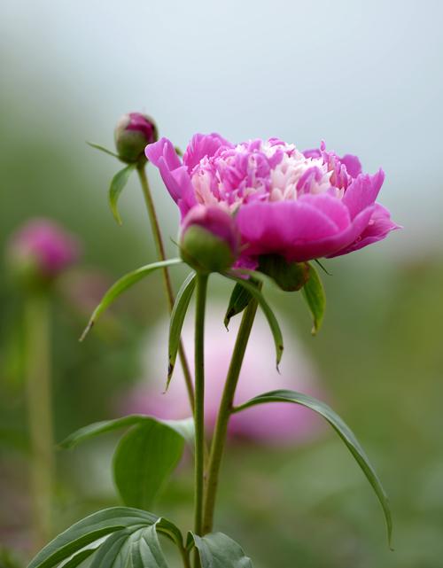 芍药的种植季节
