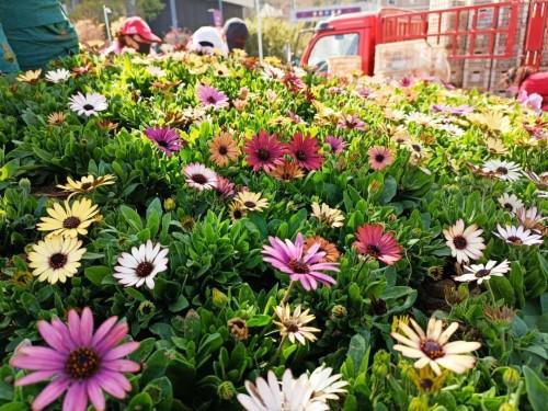 冬天的花坛， 一幅美丽的画卷