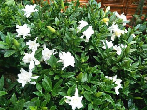 倒春寒的应急方案