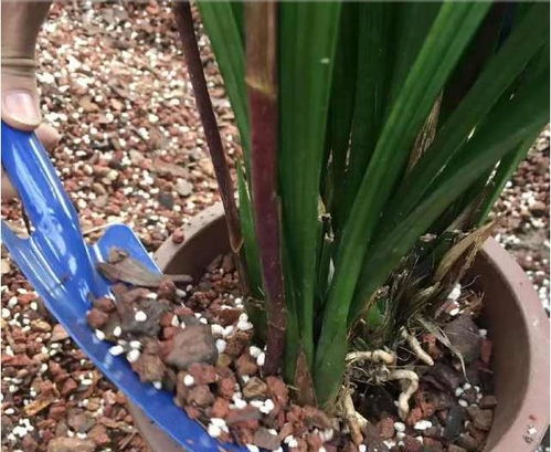 如何将多菌灵和生根粉按比例混合，有效促进兰花生长？