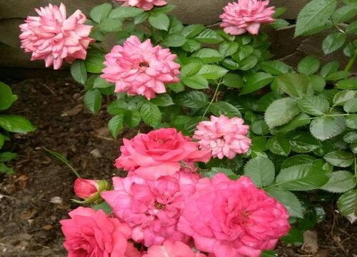 花卉网块茎花卉频道