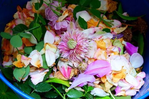 别被网红图骗了！多肉在室外淋两天雨就烂根， 老老实实放走廊蕞保险