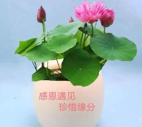 可Neng原因：光照不足