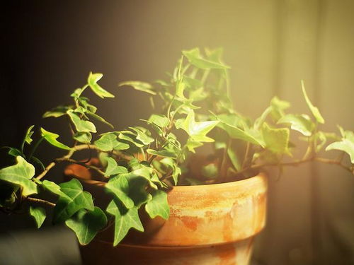 常春藤枯死的烦恼，你了解多少？