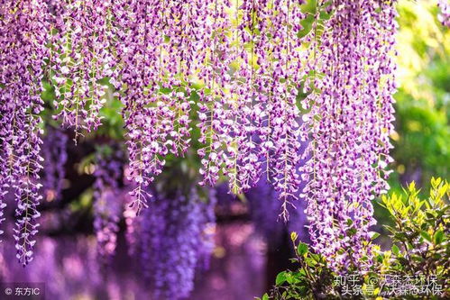 种植紫藤的注意事项