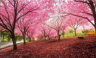 日本樱花的花语是啥？不同颜色含义大揭秘