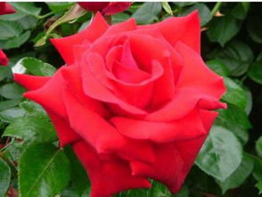 月季花七日变色奇观