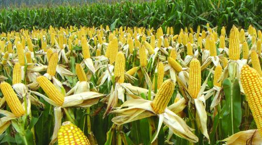 玉米育苗时多菌灵的神奇力量