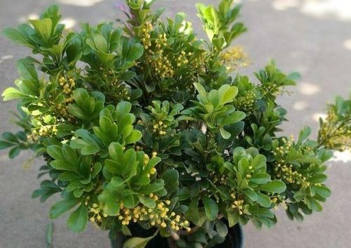 米兰花黄叶，是何原因导致