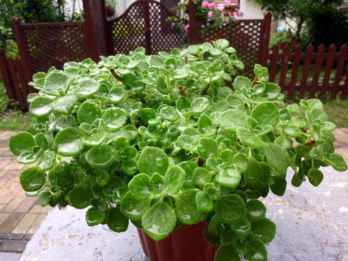 碰碰香的花盆选择：美观与实用的完美结合