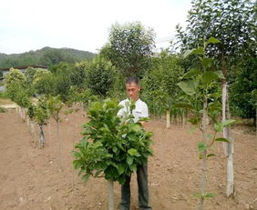 艾草变宝， 家门口就业