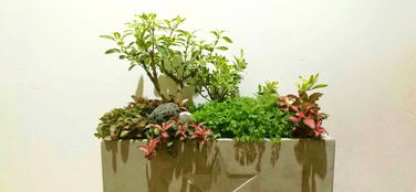 园艺的奥妙：顺应自然 养出生命的画卷