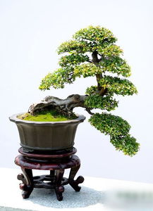 修剪雀梅盆景，先剪枝干