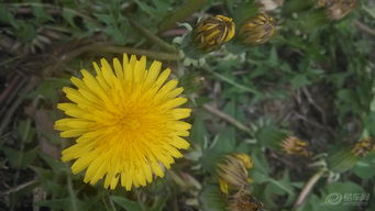 蒲公英：太阳的“小跟班”