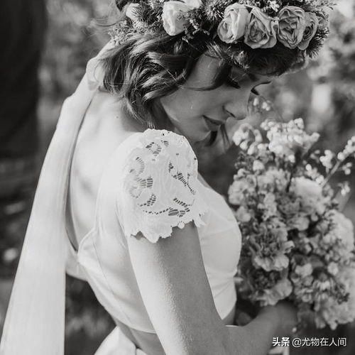 安娜安切尔月季：美丽花儿绽放的奥秘