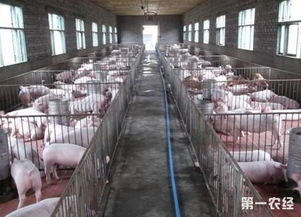 猪舍通风至关重要，是养殖场建设的核心要素