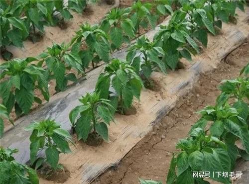 辣椒种植方法简单吗？超实用技巧