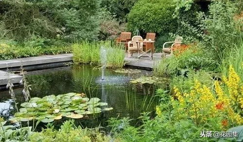 河岸绿化庭院池塘固土净水， 这些植物蕞适合