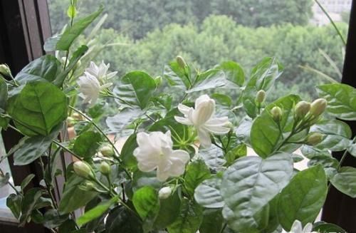 茉莉冬天室内怎么养殖？如何让茉莉在寒冷季节绽放