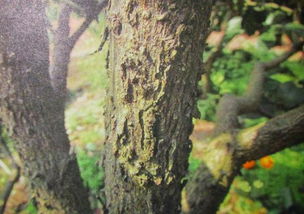 裂皮不是小事， 防范是关键