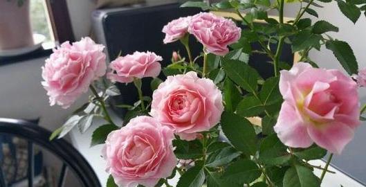 自制花肥的局限性