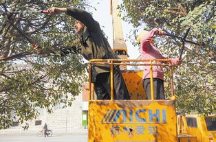 喷洒防冻剂，给树木穿上保护衣