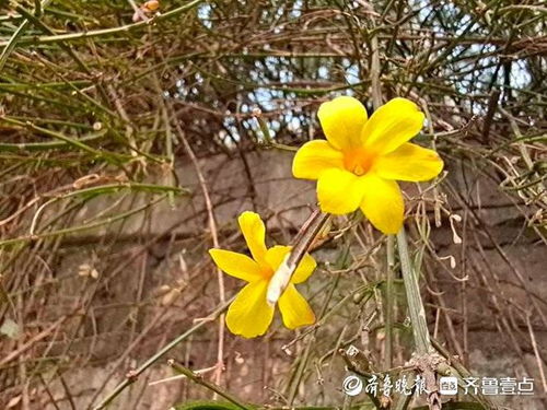 竹子：风中摇曳的清雅