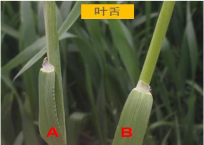 小麦田多花黑麦草的除草剂选择