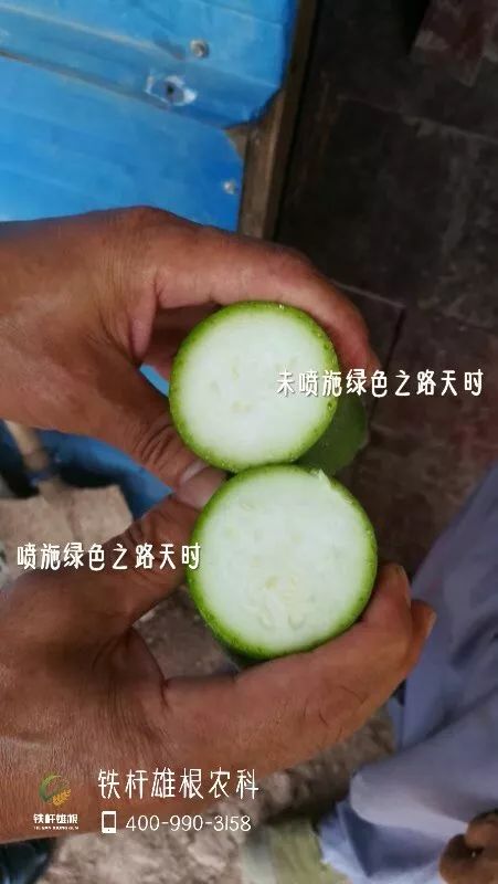防范和治疗黄瓜花打顶， 这样Zuo就对了