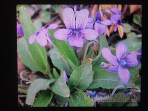 紫苏的种植小贴士