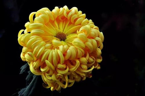 耐寒的蜡梅：冬天里的暖阳