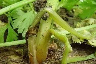 青菜软腐病用什么高效药物进行治疗