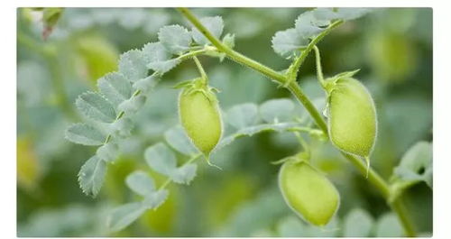 是原产于印度、 泰国、越南和中国南部等地区的兰属(Cymbidium)中的一些附生性较强的大花种和主要以这些原种为亲本获得的人工杂交种。