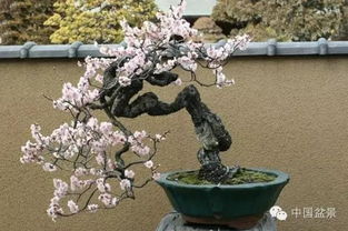 梅花种植与养护的秘诀