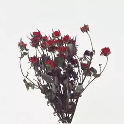 第四步：kan花形，形状保持否？