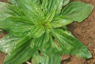 理想条件下的产量：