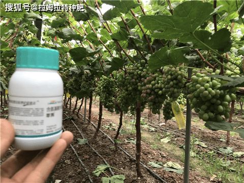 丙环唑的危害，你了解多少？