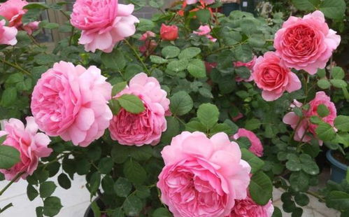 那么这款月季花真的适合新手养护吗？