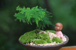 冬天的植物有哪些？这几种植物冬天也能养