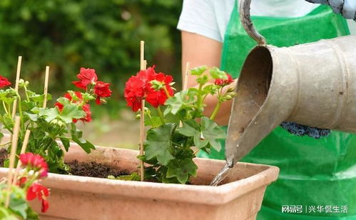 追肥， 额外补充