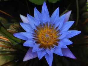 玻璃脆花为何突然掉落？花蕊是否藏有秘密