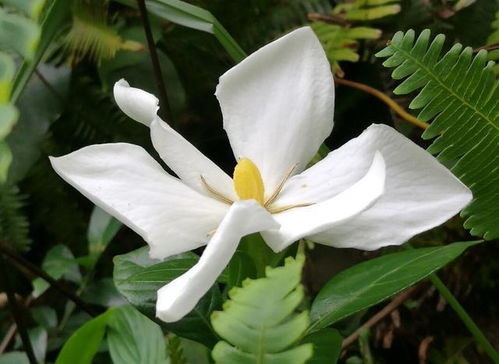如何养好栀子花？需要注意哪些养殖事项才能让栀子花茁壮成长