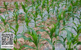 浇除草剂的注意事项