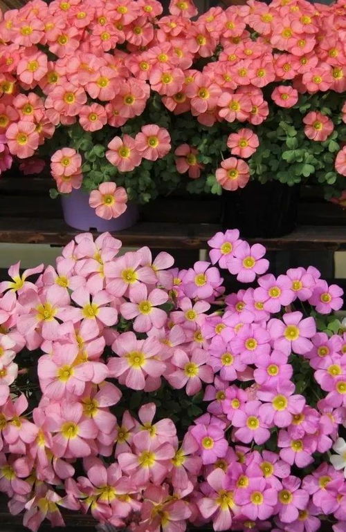 花束中的美丽宝藏