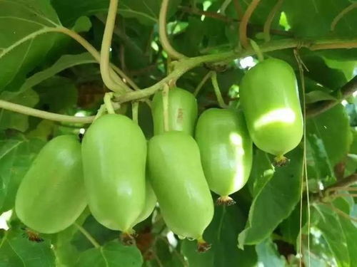 热带植物的魅力